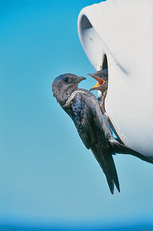 An Intro to Purple Martins and Housing