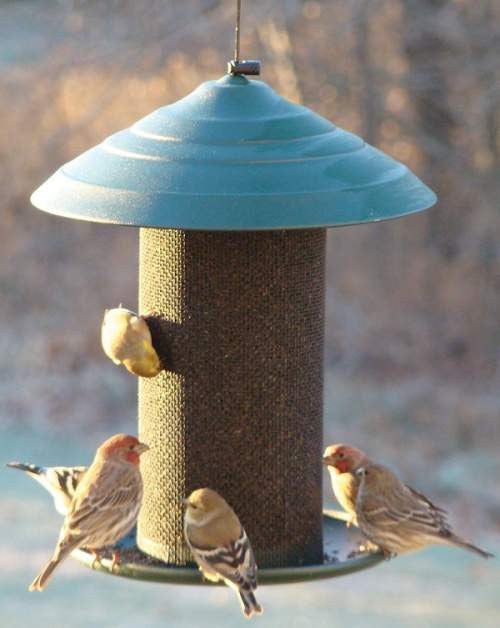 Finch / Tube Feeders