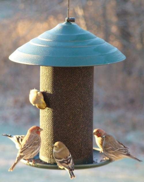 Bird Waterers & Feeders for Sale