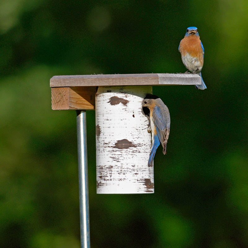 Bluebird Houses