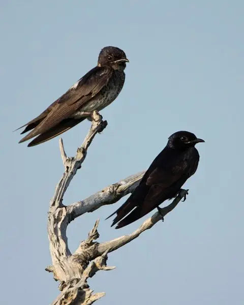 Purple Martin Houses