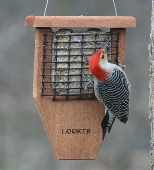 Suet Bird Feeders