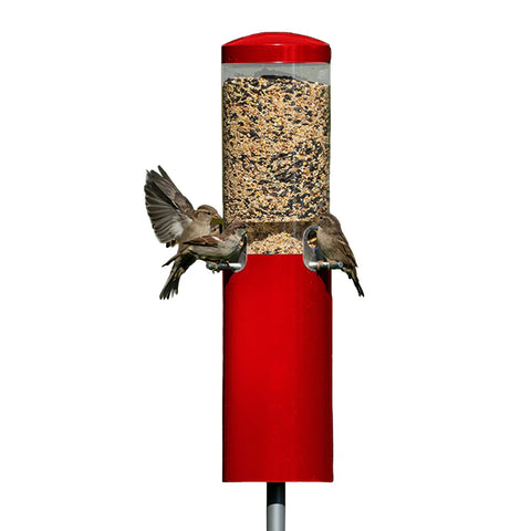 Red bird feeder with birds perched on it against a white background