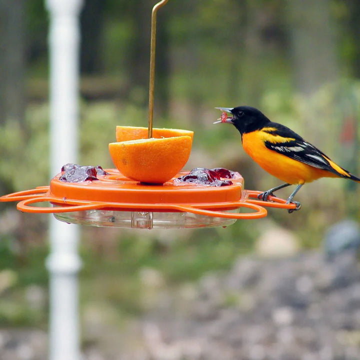 Bird perched on an orange bird feeder with fruit and jelly.