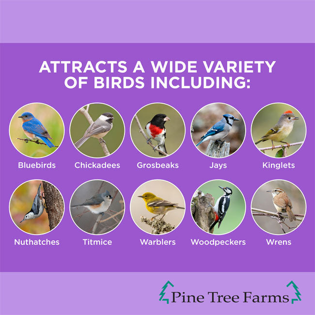 Never Melt Berry Suet Cake, 12 Pack