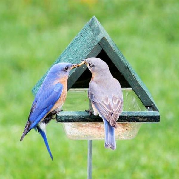 Two birds at a green bird feeder against a grassy background