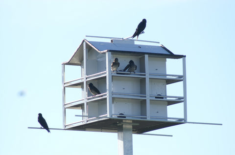 Trendsetter Purple Martin House 12 Room