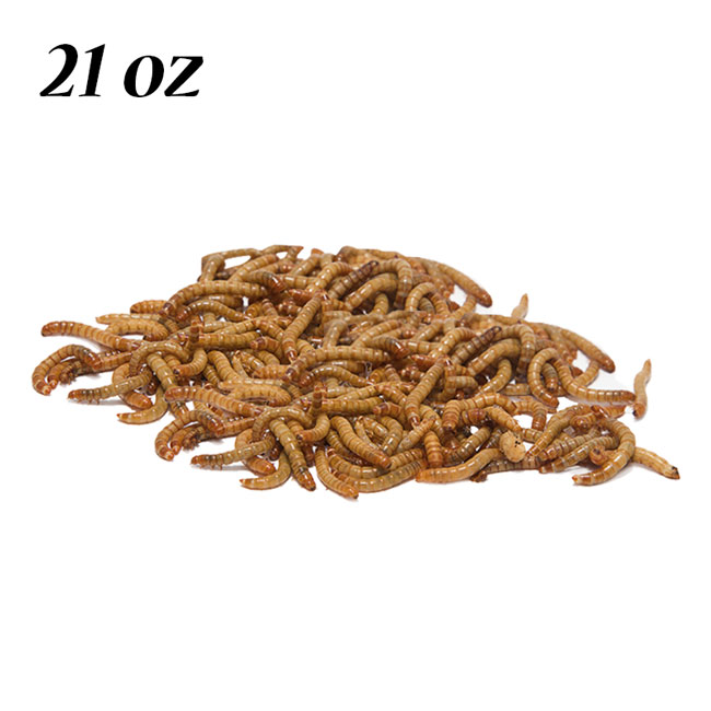 21 oz of mealworm