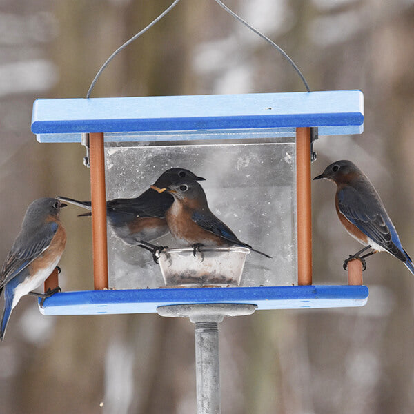 multiple blue birds feeding