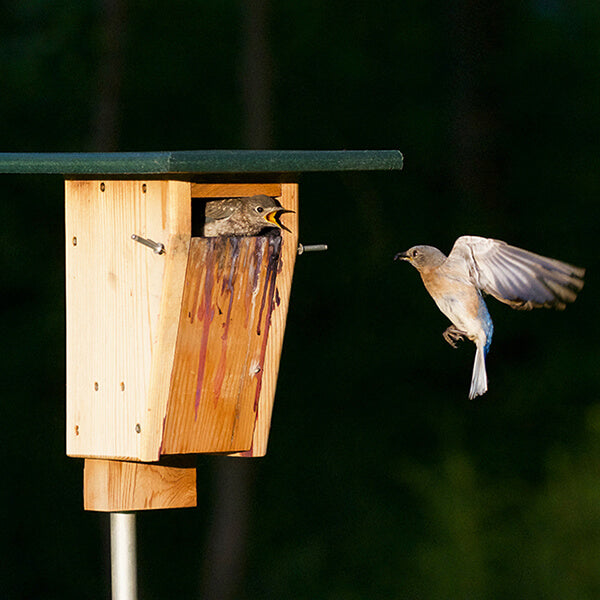 sparrow proof bluebird house with bluebirds feeding