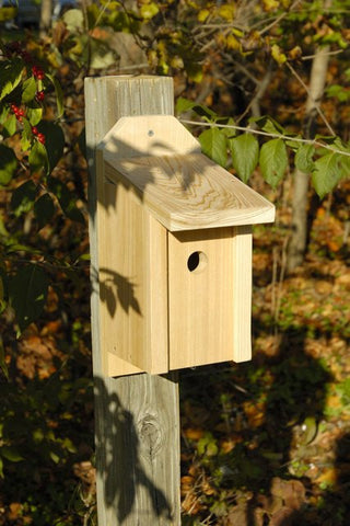 Heartwood 134A Wren Joy Box at www.wildbirdstoreonline.com