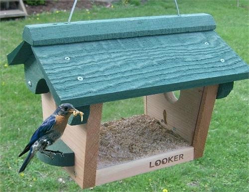 Looker Bluebird Feeder at www.wildbirdstoreonline.com