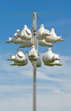 Purple Martin Super Combo Deluxe Gourd Rack System with 12 Troyer Gourds