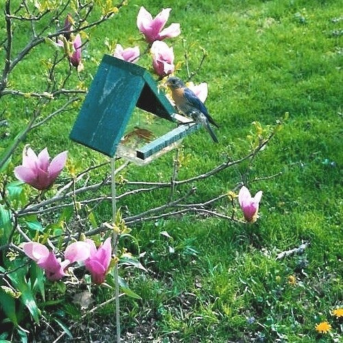Multi-Use Bird Chalet on Stake