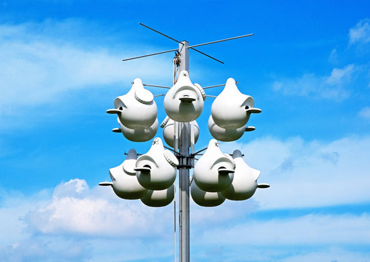 Bird Abodes