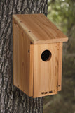 Woodpecker, Flicker, Kestrel House